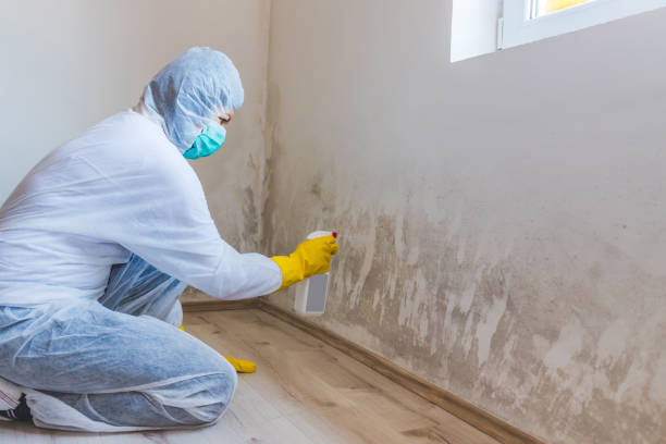 Licensed Mold Cleanup service in Towson, MD - WQB Mold Removal
